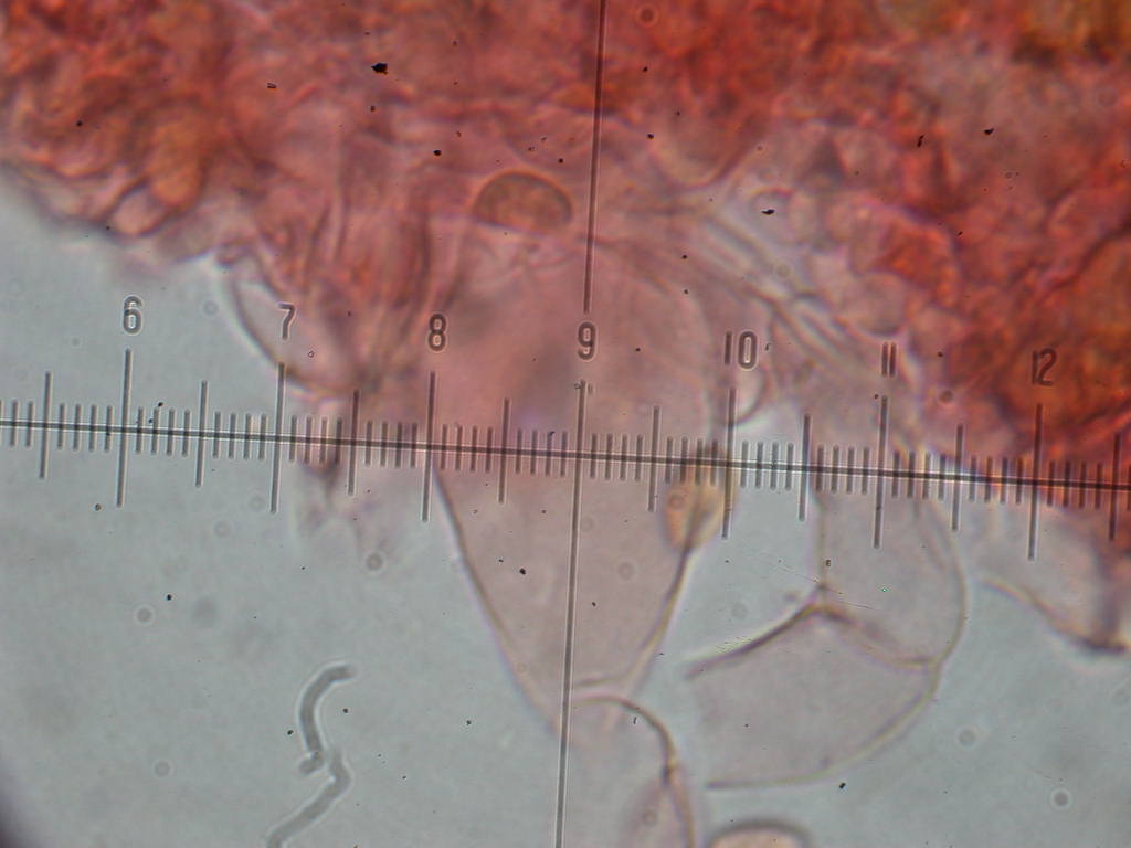 O l''uno... o l''atro???